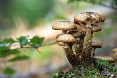 Magic mushroom helps 'open up' brains of people with depression: Study