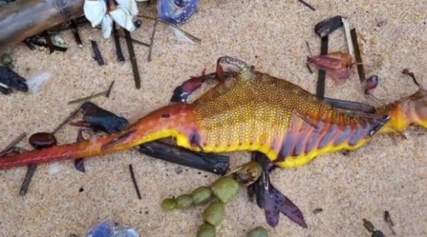 Sea-dragons strange-creatures Australian-beaches