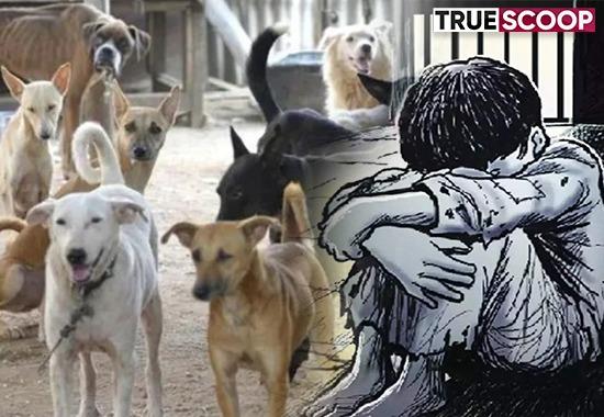 Blow To Humanity: 11-Year-Old Boy Imprisoned Among 22 Dogs In Pune, Parents Arrested