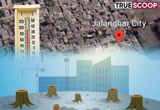 Jalandhar Tree-felling Main-reason-behind-forest-felling