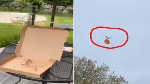 Bird-Fly-with-Pizza Woman's-Pizza-stolen Bird-Video-with-Pizza
