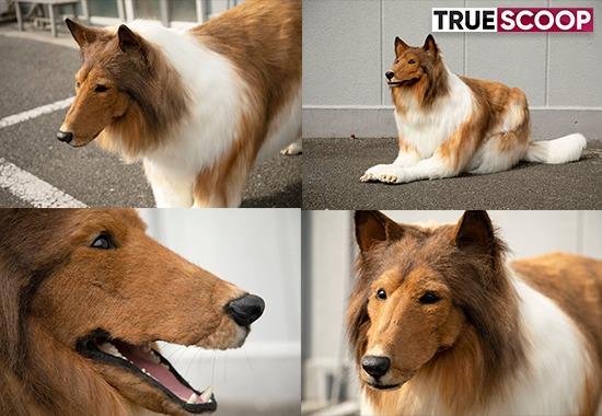 Viral video: Japanese man spends over Rs 12 Lakh to 'look like' a dog; 'But why