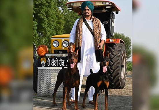 Moosewala's two pet dogs mourning his death! | Punjab-News,Punjab-News-Today,Latest-Punjab-News- True Scoop