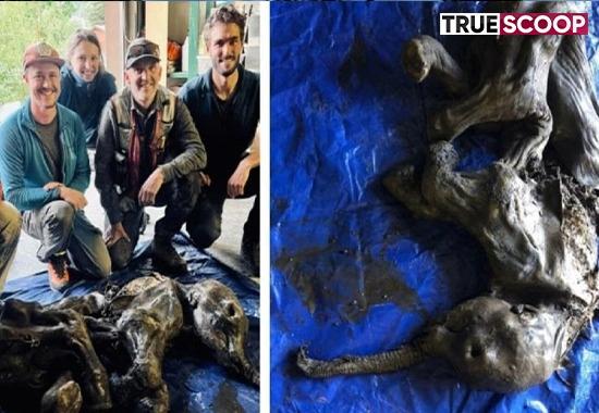 Mammoth-Baby-Found-In-Canada -Baby-Wolly-Mammoth -What-is-Baby-Mammoths