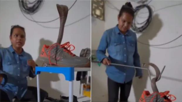 Viral video of Snake, Snake Inside a shoe, Snake Video, Snake Inside a shoe Viral video, Cobra inside a shoe, Cobra Viral Video, Woman rescues Snake Viral Video, Tranied Professional Viral video Snake- True Scoop