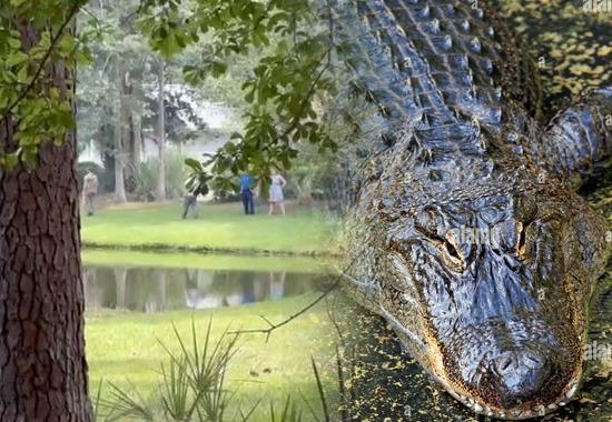 South-Carolina-Alligator-attack Florida-Alligator-Attack Alligator-South-Carolina