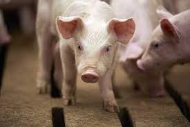 Patiala-epi-center African-Swine-Fever Pigs-fever