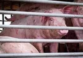 African-Swine-Fever SBS-Nagar ASF-in-Punjab
