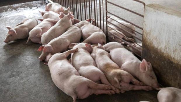 African Swine Fever kills two pigs in Fazilka; preparation for killing pigs in a 1-kilometer area
