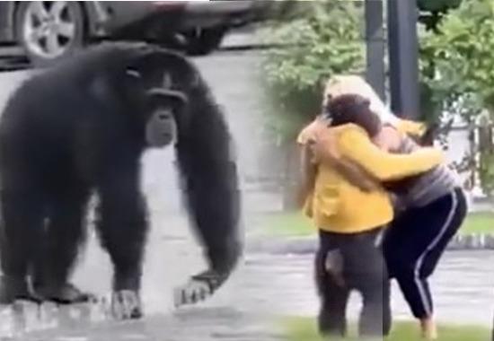 Chimpanzee escapes Kharkiv Zoo amid Russia Ukraine war, returns to park on bicycle after persuasion; Video Viral