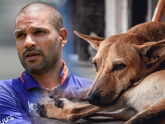 Shikhar-Dhawan Kerala-Stray-Dogs-Mass-Killing Kerala-Stray-Dogs-Mass-Killing-Facts