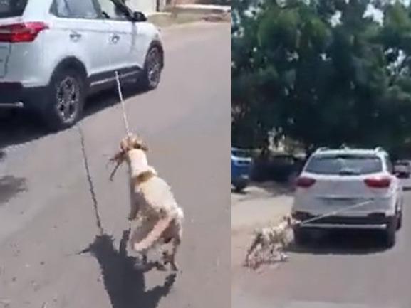 Jodhpur Viral Video: Dog tied to car dragged ruthlessly by doctor, case against driver registered; watch