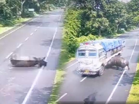 Assam-Viral-Video Assam-rhino-gets-hit Truck-hits-rhino