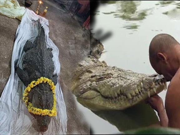 Babiya-Crocodile Kerala-Babiya-Crocodile Kerala-Vegetarian-Crocodile