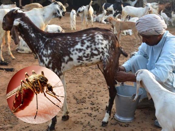 Dengue, Dengue Goat Milk, Dengue Papaya Leaves, Dengue Papaya Leaf, Dengue Bihar Goat Milk, Dengue Patna Goat Milk, Dengue Goat Milk Fact Check, Health, Fitness, Diet, Food,Meditation, Calm, Peace, Symptoms, Diseases, Illnesses, English, True Scoop News- True Scoop