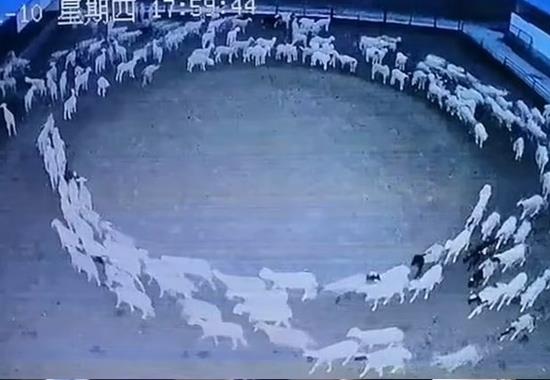 China: Huge flock of sheep walking in 'Death Cirle' for continuous 12 days send shockwaves; Video Viral
