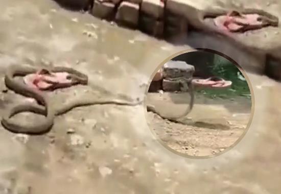 Snake steals slippers & crawls away in hilarious Bihar Viral Video; Watch