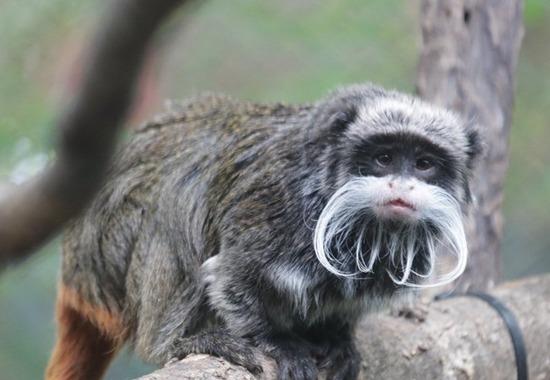 Dallas-Zoo Animal-Stealing-USA-Zoo Emperor-tamarin-monkeys