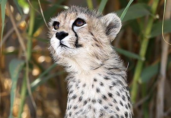 Iran-Cheetah-Death Iran-Cheetah-Death-Reason Iran-Cheetah-Pirouz
