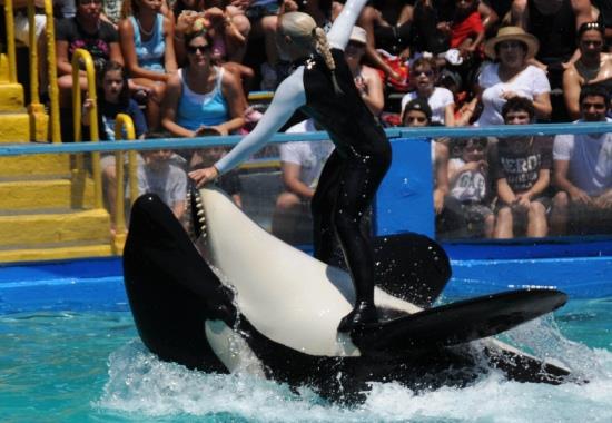 Lolita the killer whale to be freed from Florida aquarium; Americans divided over the decision