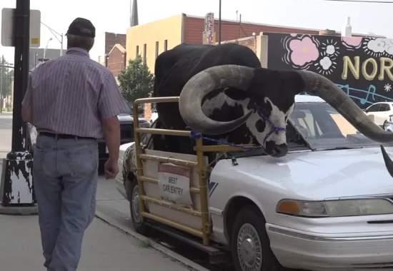 BIZARRE: Nebraska police pull over man with a “Watusi bull” riding shotgun, Video Viral