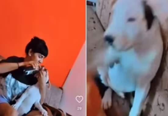 Dehradoon Dehradoon-Woman-Pet-Dog-Puppy-Beer Woman-Pet-Dog-Beer-Video