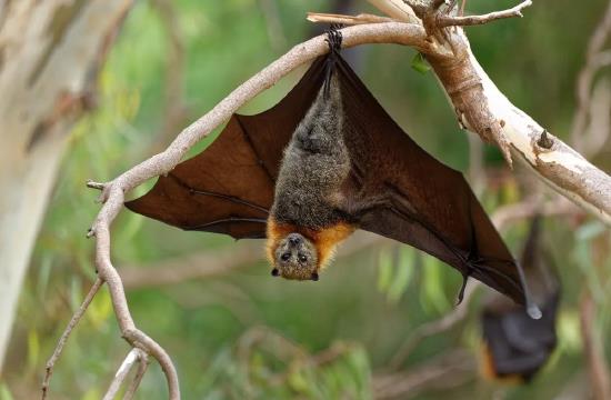 Is Nipah Virus as dangerous as COVID-19? Truth behind the deadly virus that claimed 2 lives in Kerala