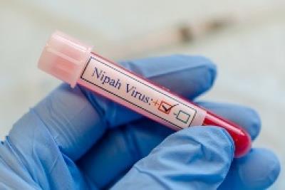 Explained: The resurgence of Nipah virus in Kerala