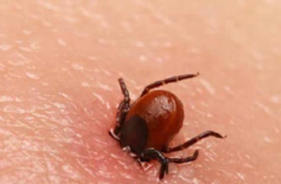 What is Scrub Typhus & how it spreads? Odisha Government on alert after cases surge in state
