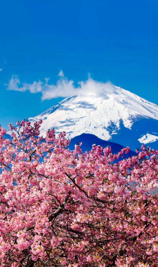 Indian States That Turn Pink Due To Cherry Blossom Flowers