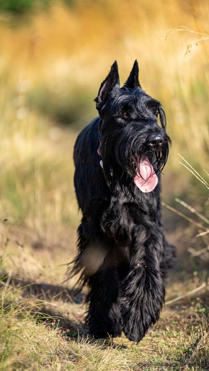 The 7 Best Guard Dog Breeds You Need to Know About